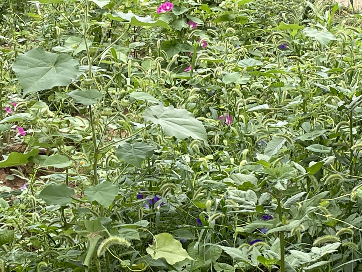 秋天,那满坑满谷的牵牛花