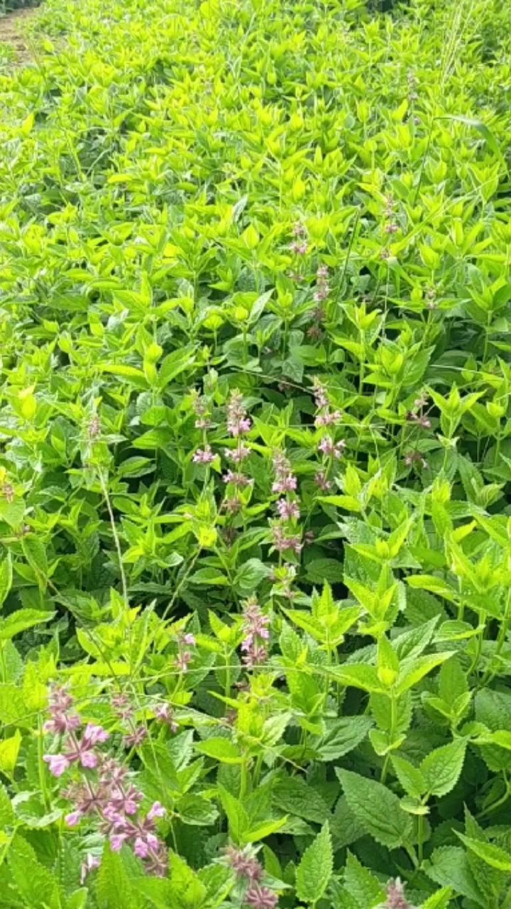 螺丝菜是一种剪枝扦插种植的蔬菜67,成活率高占地时间长,至少要三四