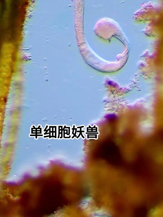 七下生物单细胞生物(初一生物第四节单细胞生物)  第2张
