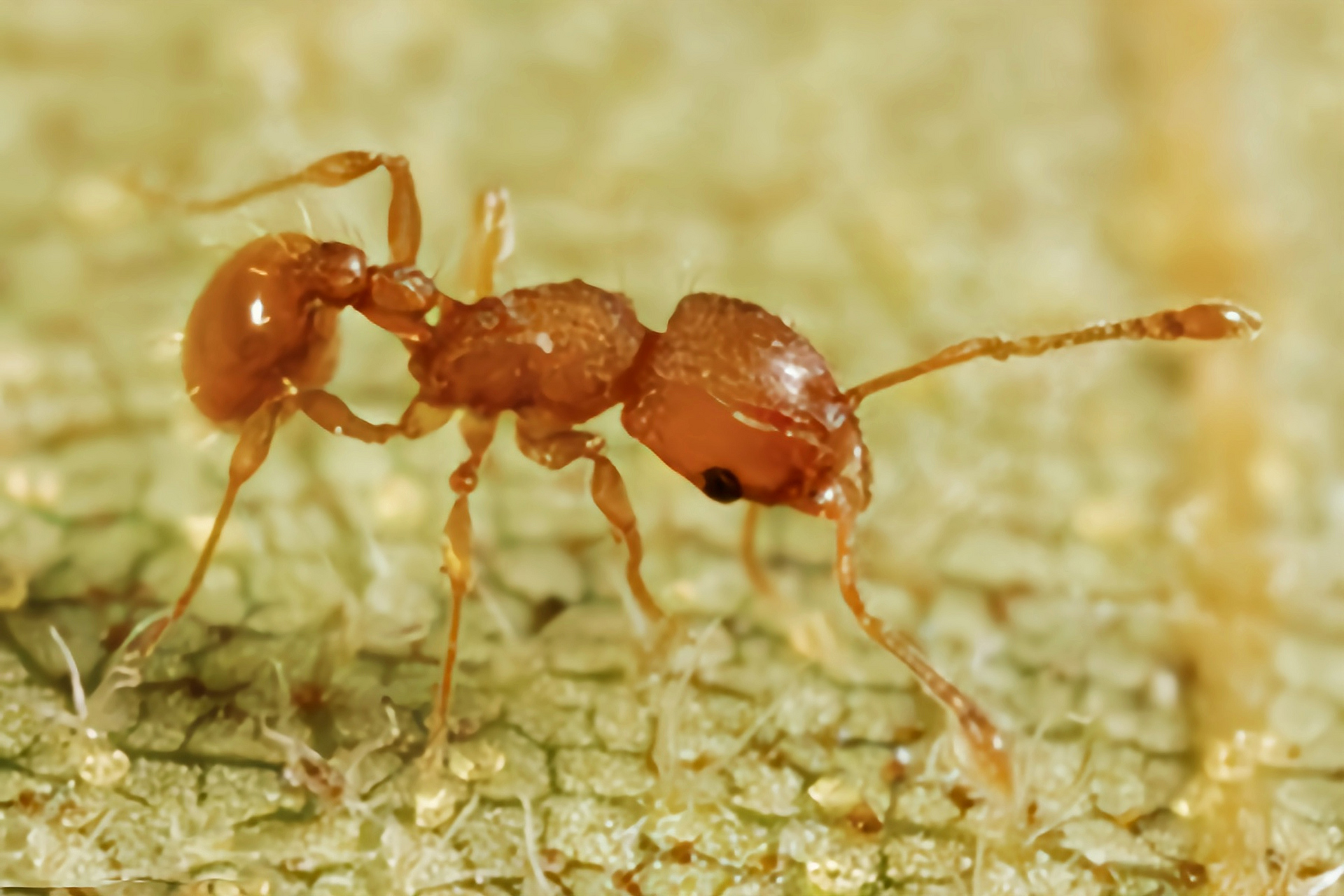 每天认识一种动物——小火蚁 小火蚁别名电蚁,可可蚁,小瓦火蚁,金刻沃