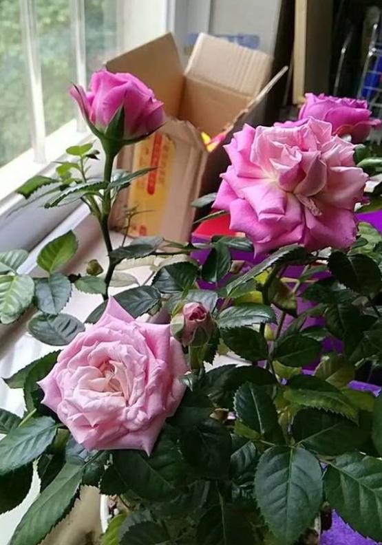花开了可是叶子还是不断的在枯黄,该怎么办呢?