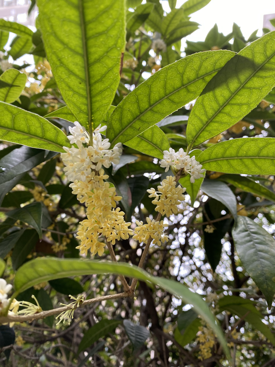 桂花这是颜料不足了吗?竟然开出双色的花.