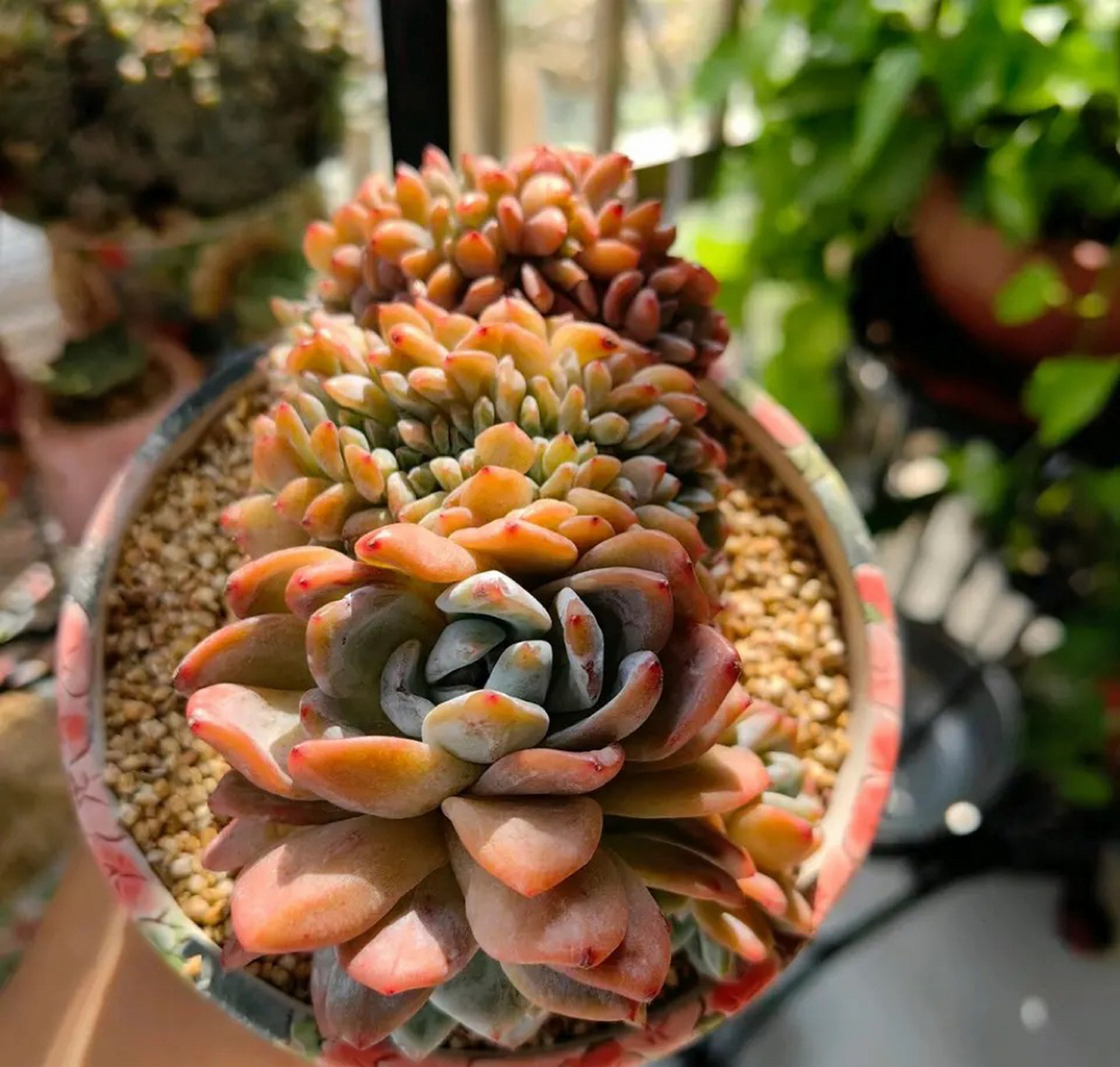 这么多缀化的橙梦露～真的很羡慕能同时拥有它们的主人～#多肉植物