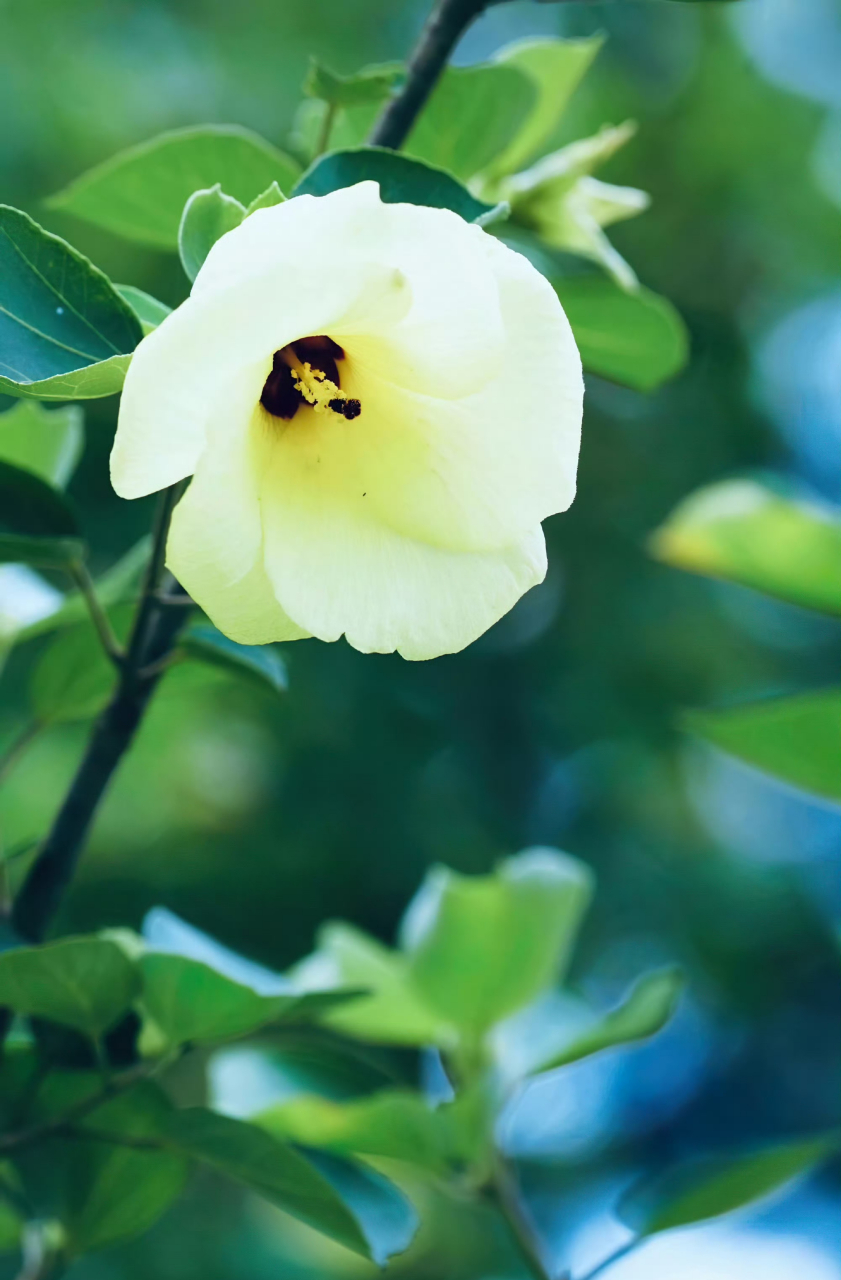 海滨木槿,清新淡雅.