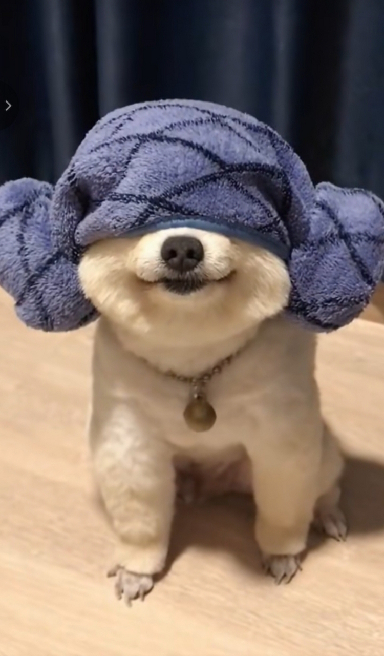 狗子裹的浴巾真好看