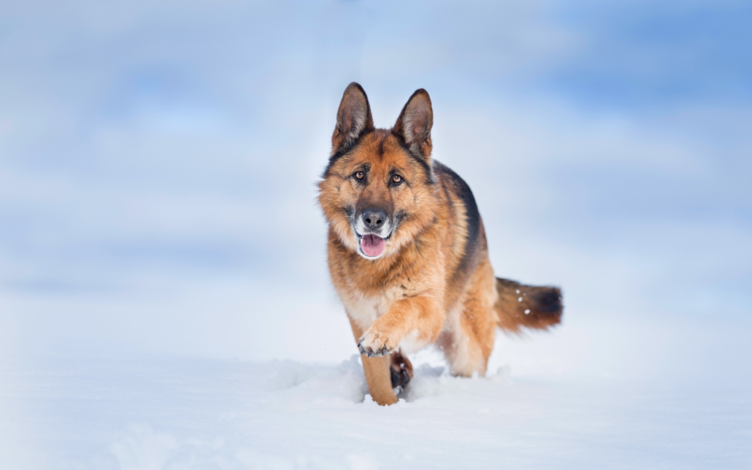 世界五种名犬排行榜,有你们想收养的吗