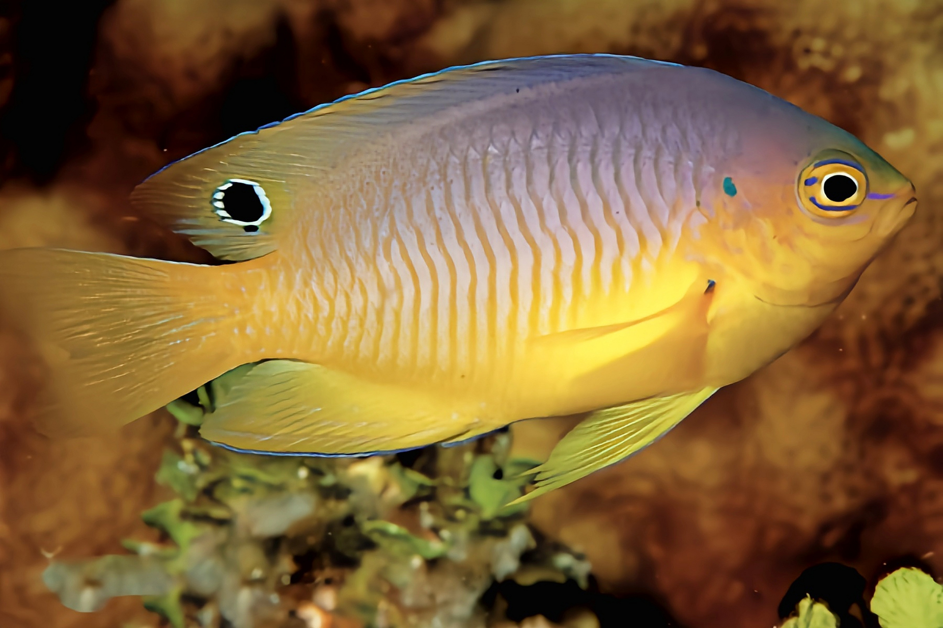 每天认识一种动物——安邦雀鲷 安邦雀鲷 别名黄茉莉雀鲷,为鲈形目,雀