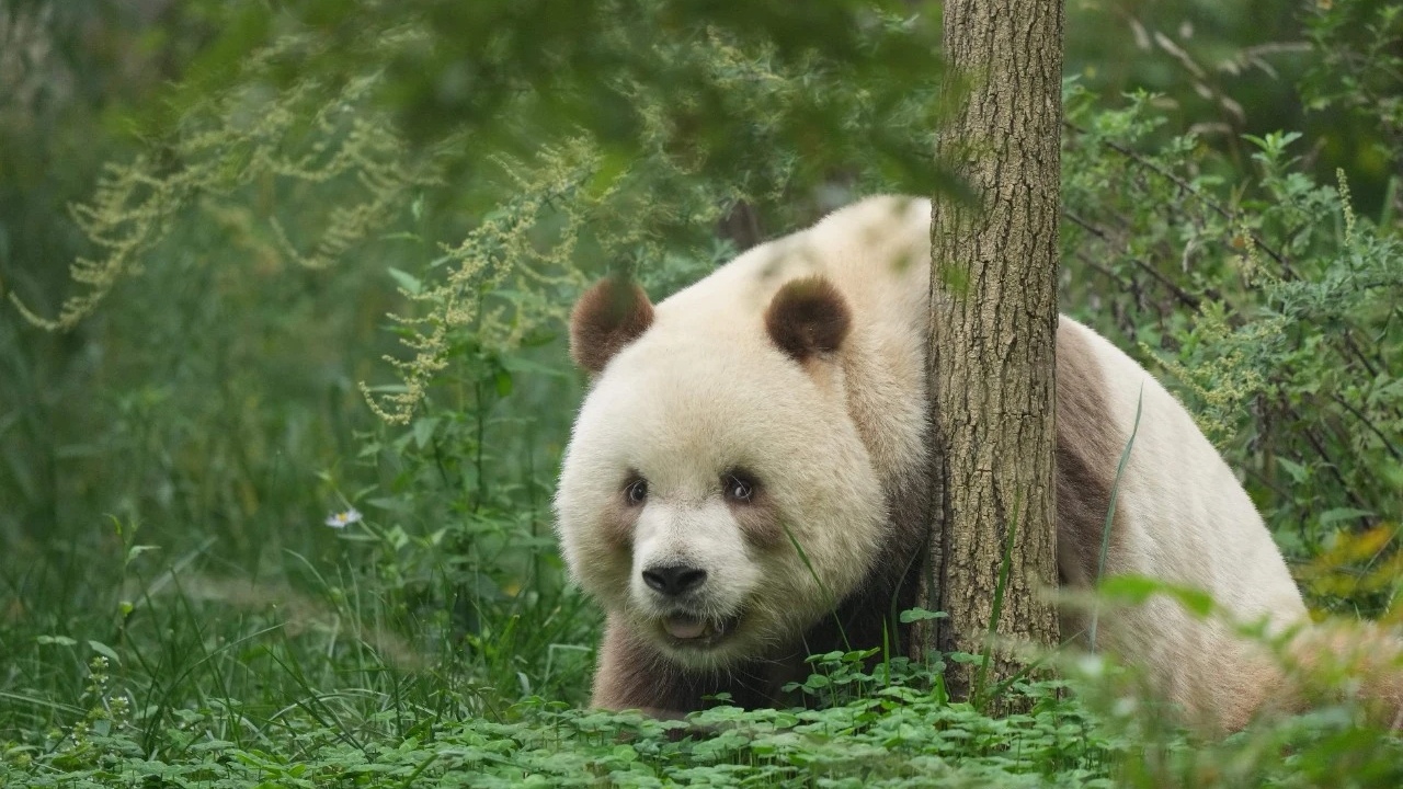 大熊猫七仔咬了老丈人耳朵后,被老婆教训,叛逆熊也怕老婆