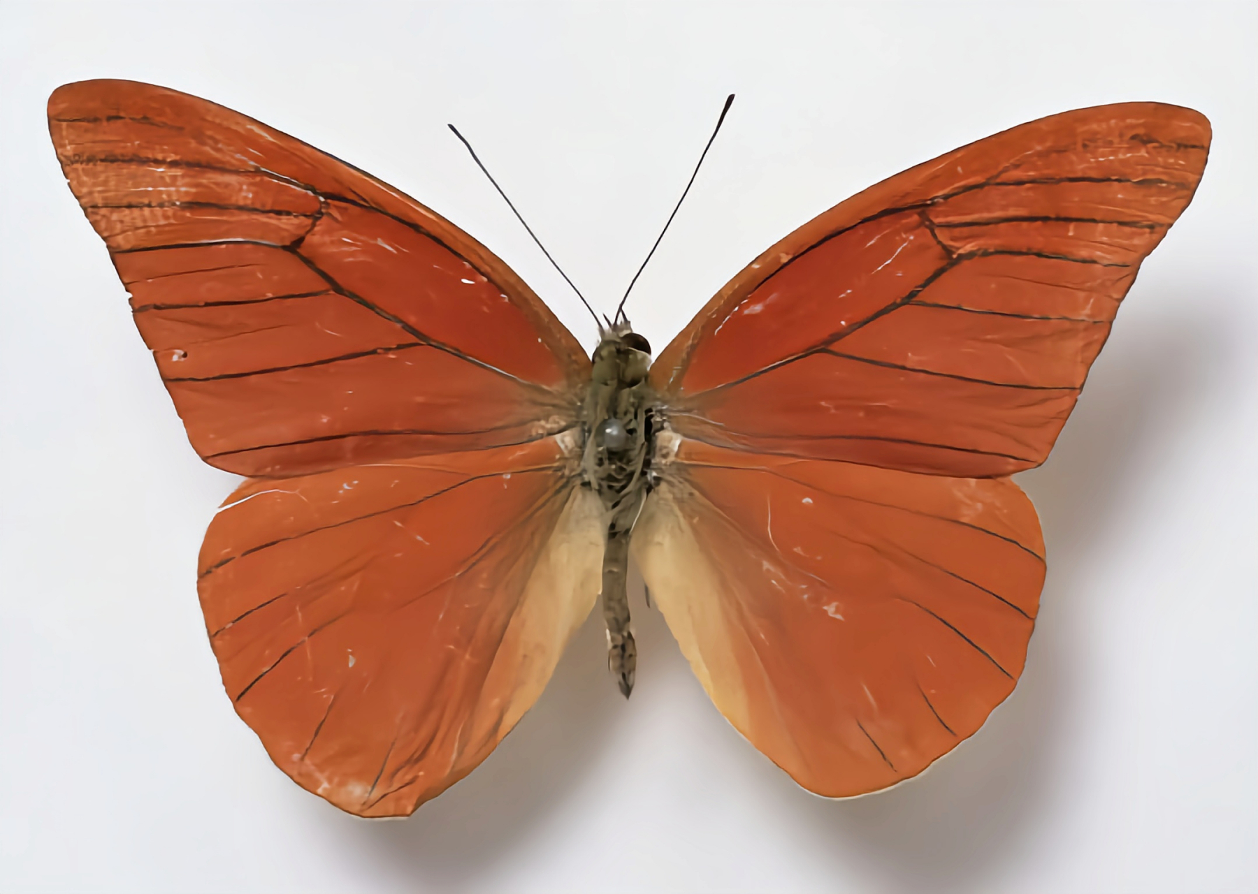 每天认识一种昆虫——红翅尖粉蝶 红翅尖粉蝶是一种非常独特的蝴蝶,该