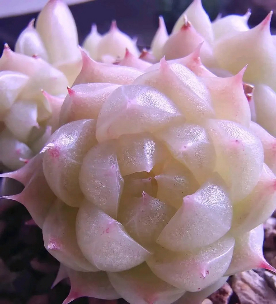 越变越好看,一颗羊脂球的变美之路