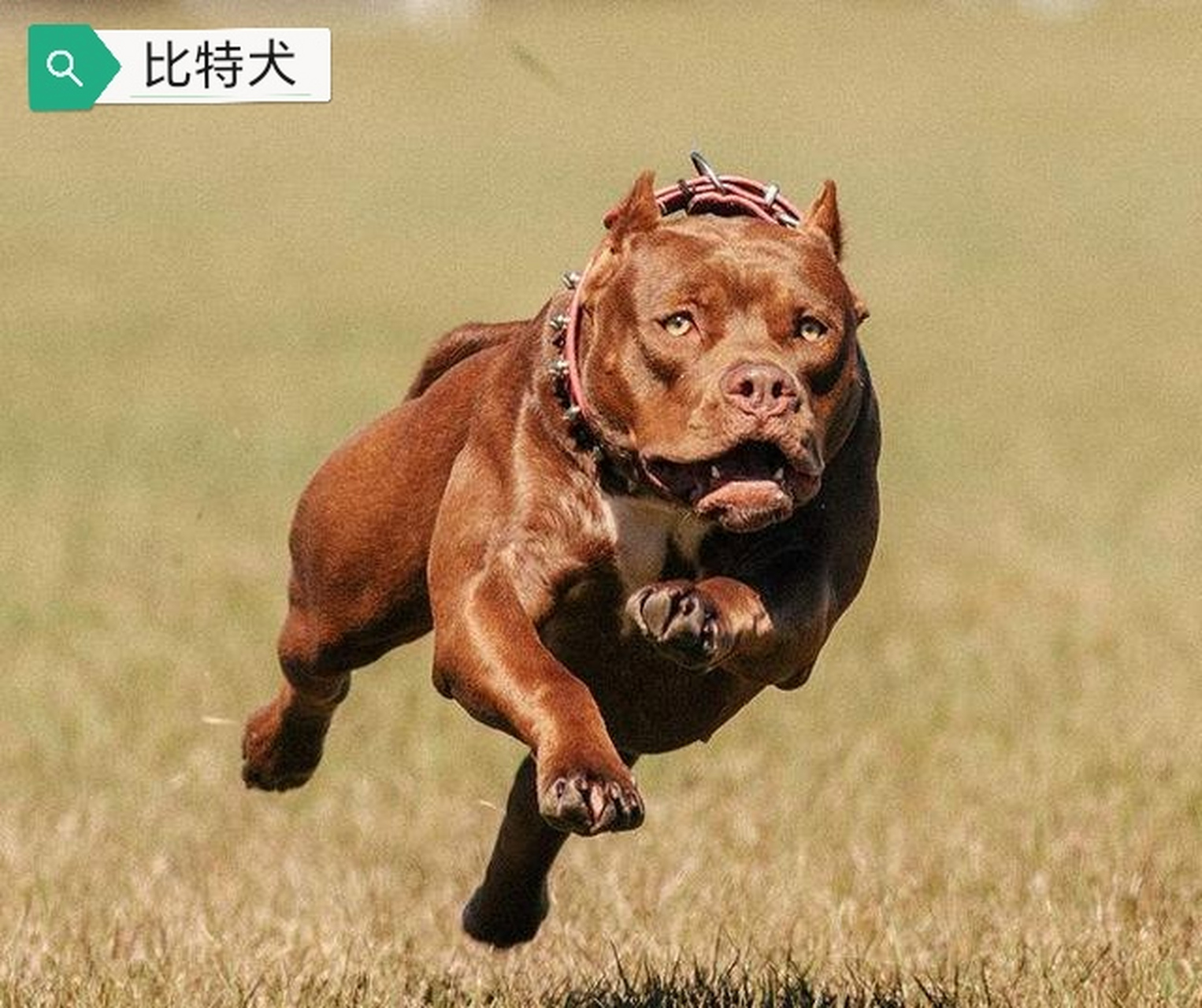 犬界中的九大烈性犬种,每一种都有着强大的战斗力和攻击性,让一般人