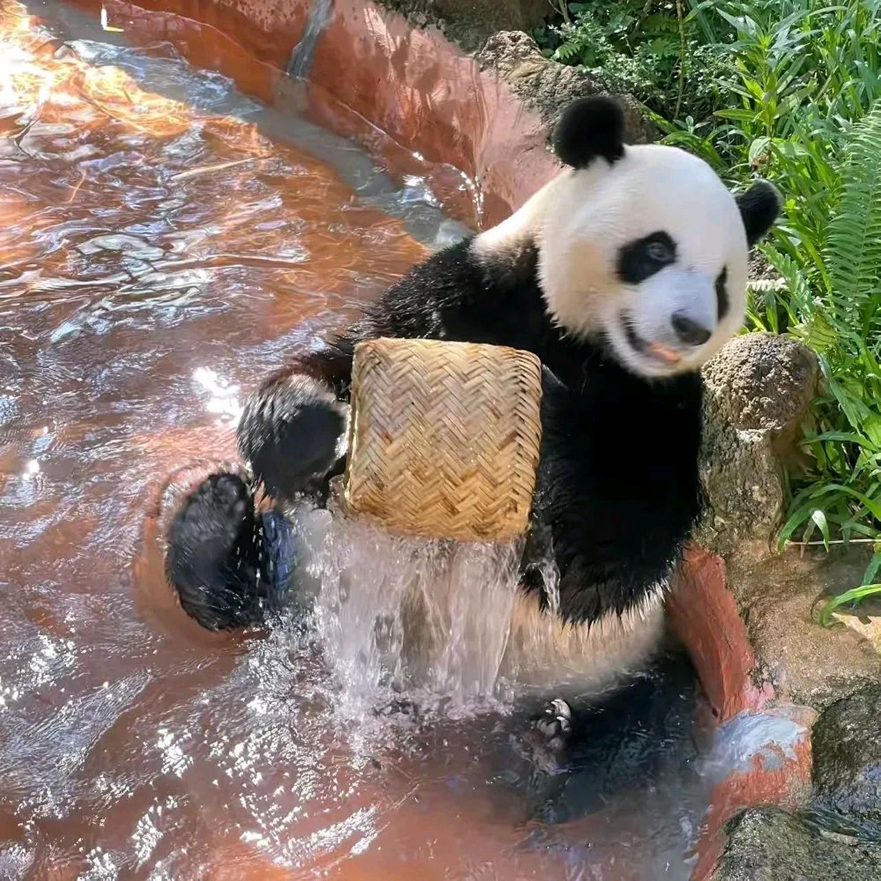 大熊猫"舜舜",2013年8月27日出生于中国大熊猫保护研究中心雅安碧峰峡