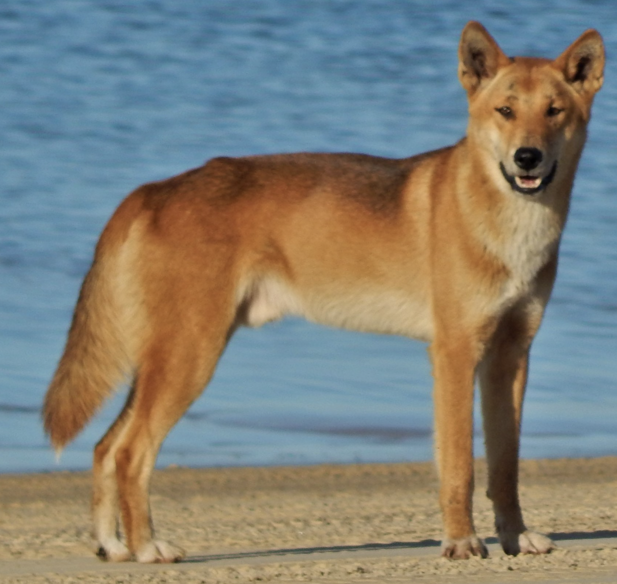 狗狗品种大全之澳洲野犬,杜高犬,杜宾犬等