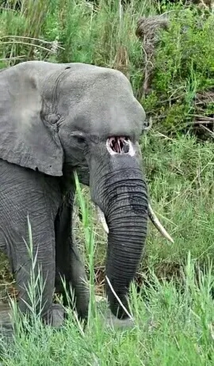 这只大象的鼻子遭受了狮子的咬伤,导致其无法吸水