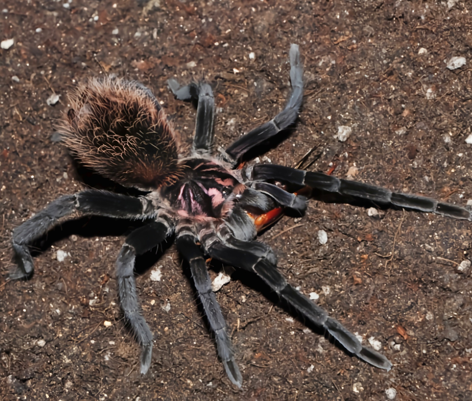 每天认识一种动物——哥伦比亚镭射蛛 哥伦比亚镭射蛛是蜘蛛目,捕鸟蛛