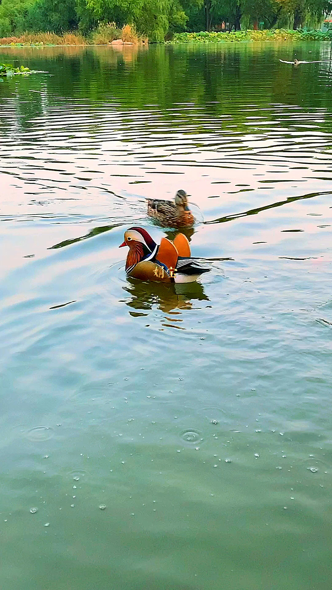 鸳鸯戏水,吉祥可爱