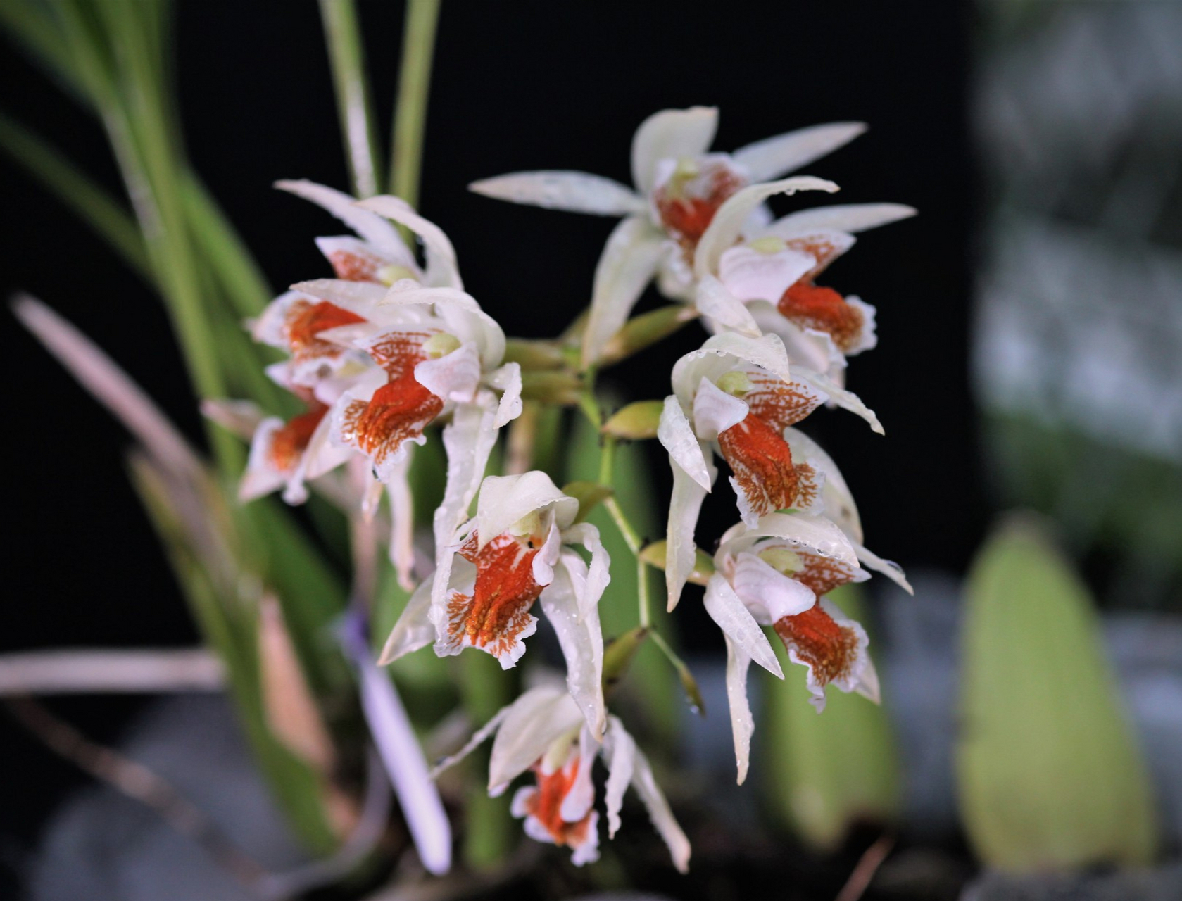 粗糙贝母兰 coelogyne asperata 植物分布:俾斯麦群岛