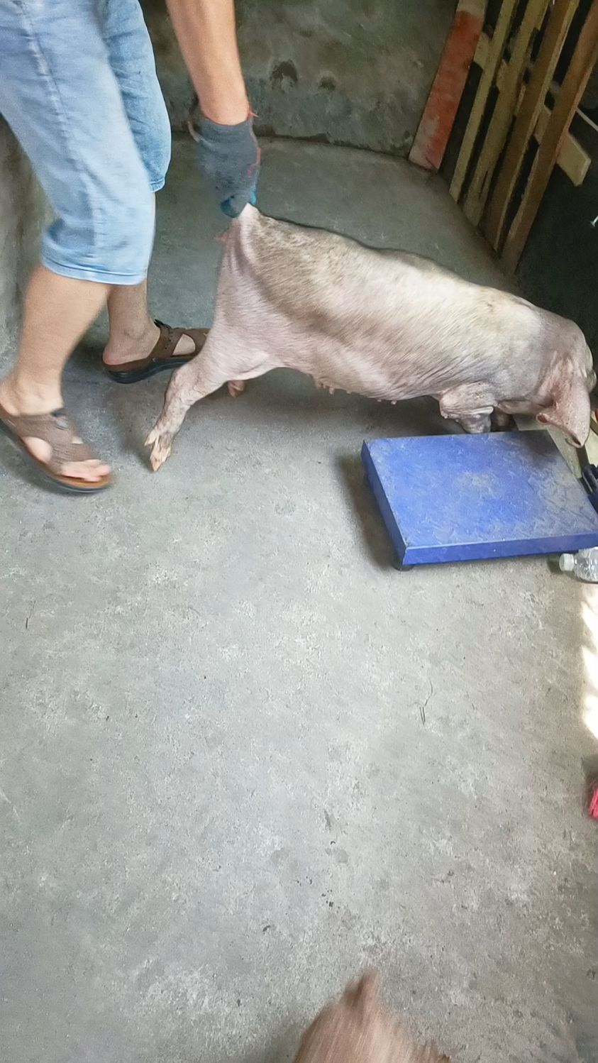 纯种太湖母猪(梅山四蹄白母猪)-度小视