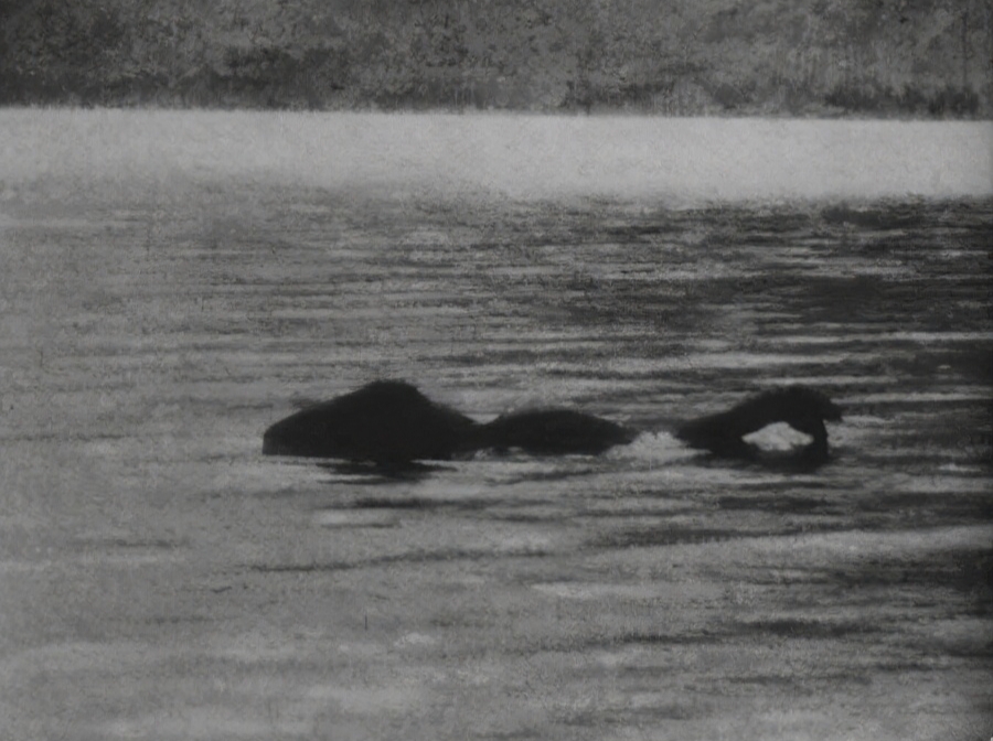 28年仅出现过3次!神秘消失的青海湖"水怪",是何生物仍是谜