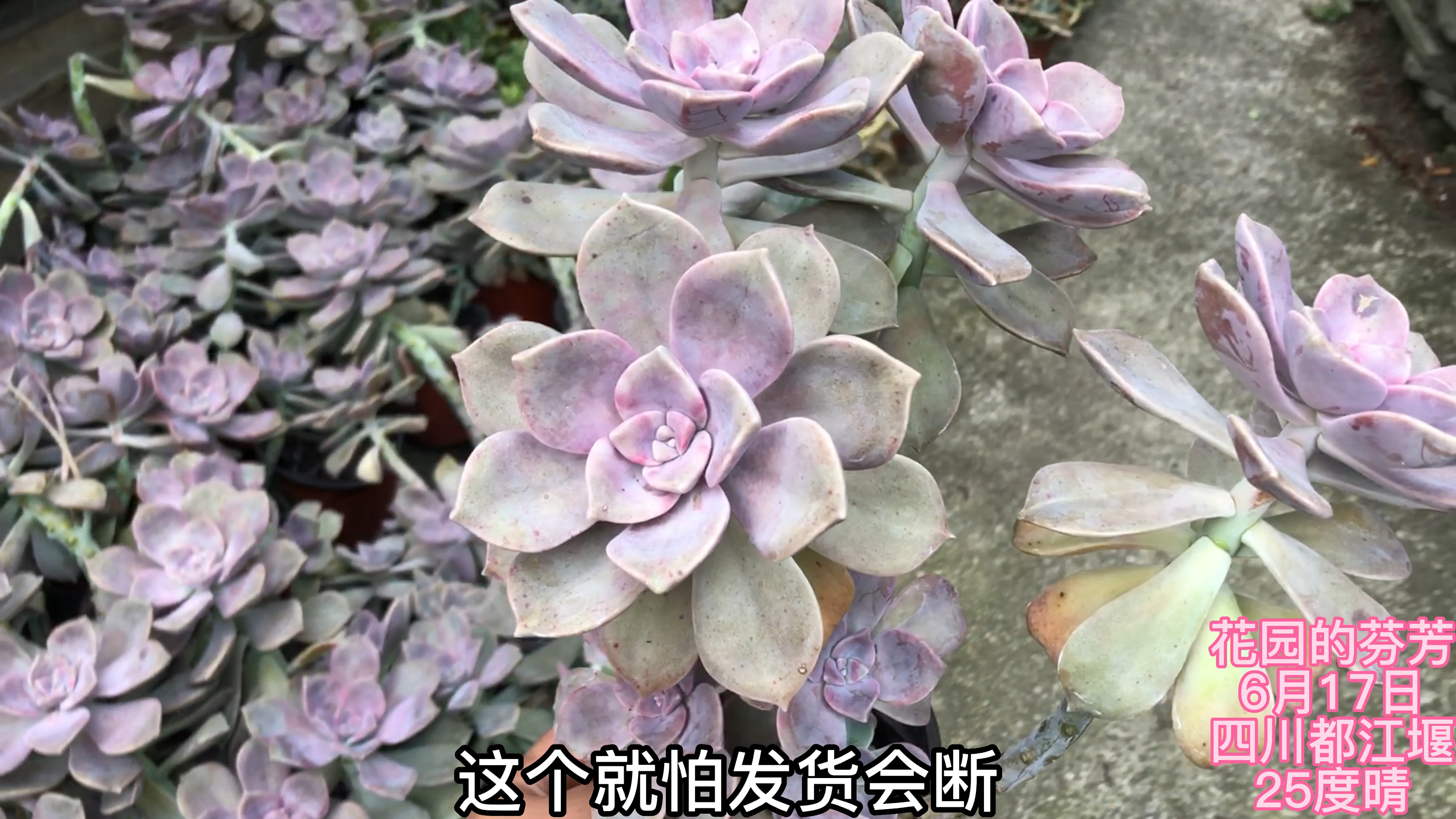 配一套65的露养套餐,我就不相信你能养死,养死退坑
