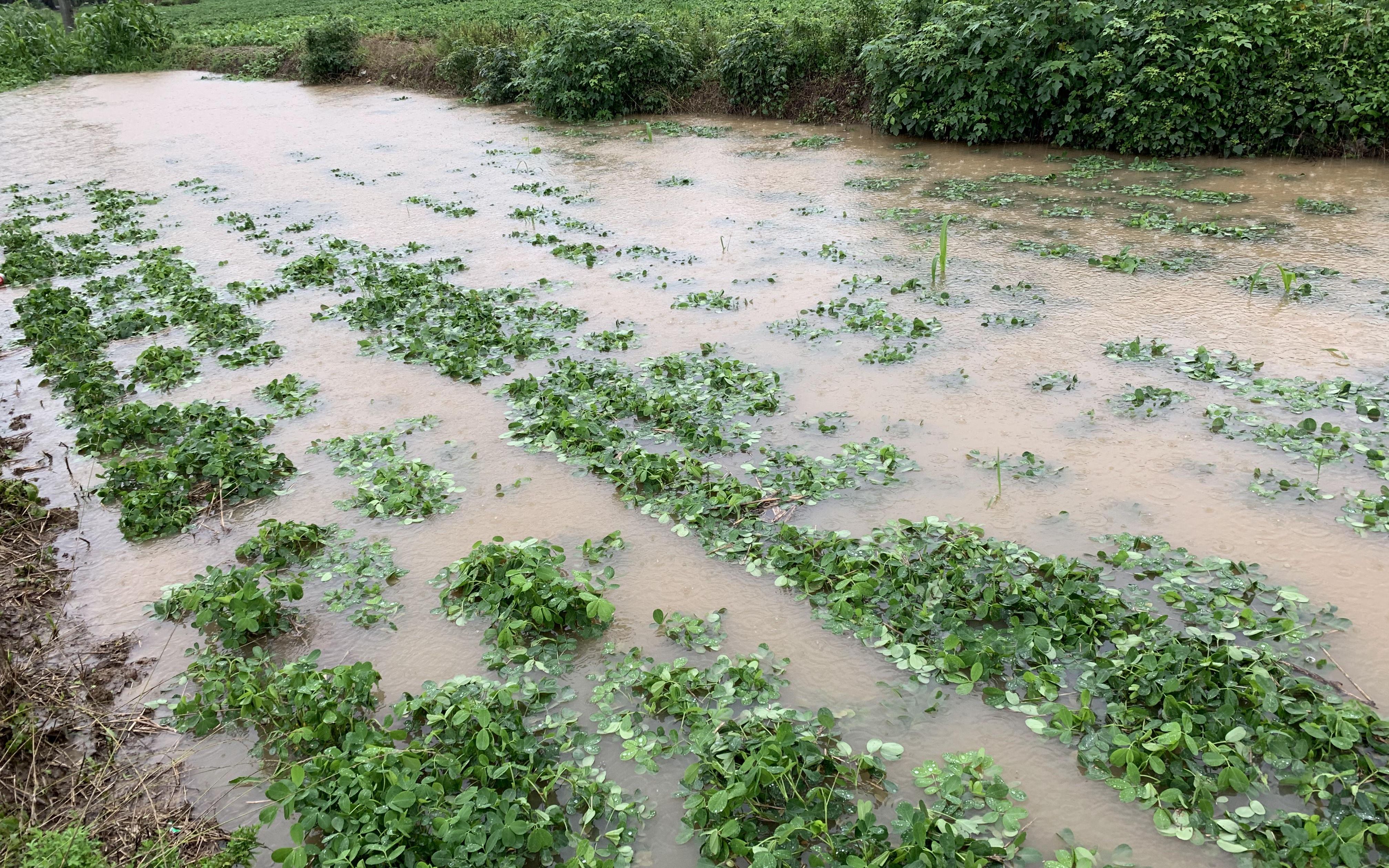 8月23日处暑,今年处暑"不一般",有1个特点和3怕,分别是啥?