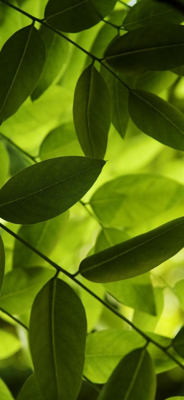 591_1280竖版 竖屏