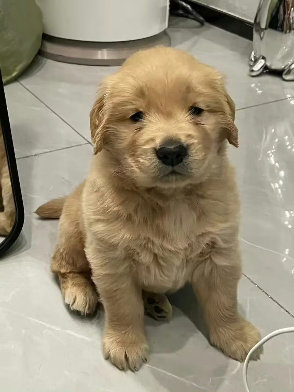 我家的小金毛,怎么是个眯眯眼?