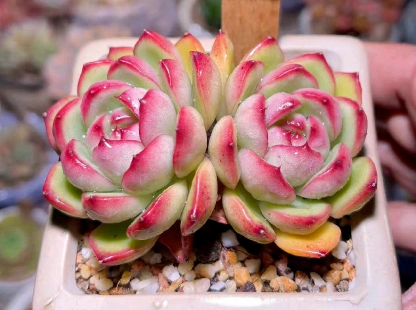 好漂亮的一颗多肉,是万宝龙吧