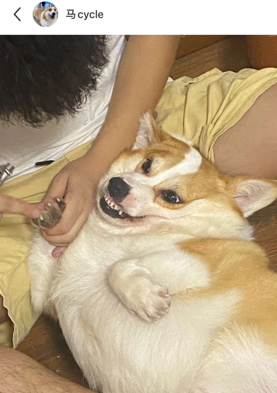 当你给狗子剪指甲,哈哈哈哈,这给孩子气的,表情主打的就是一个扭曲