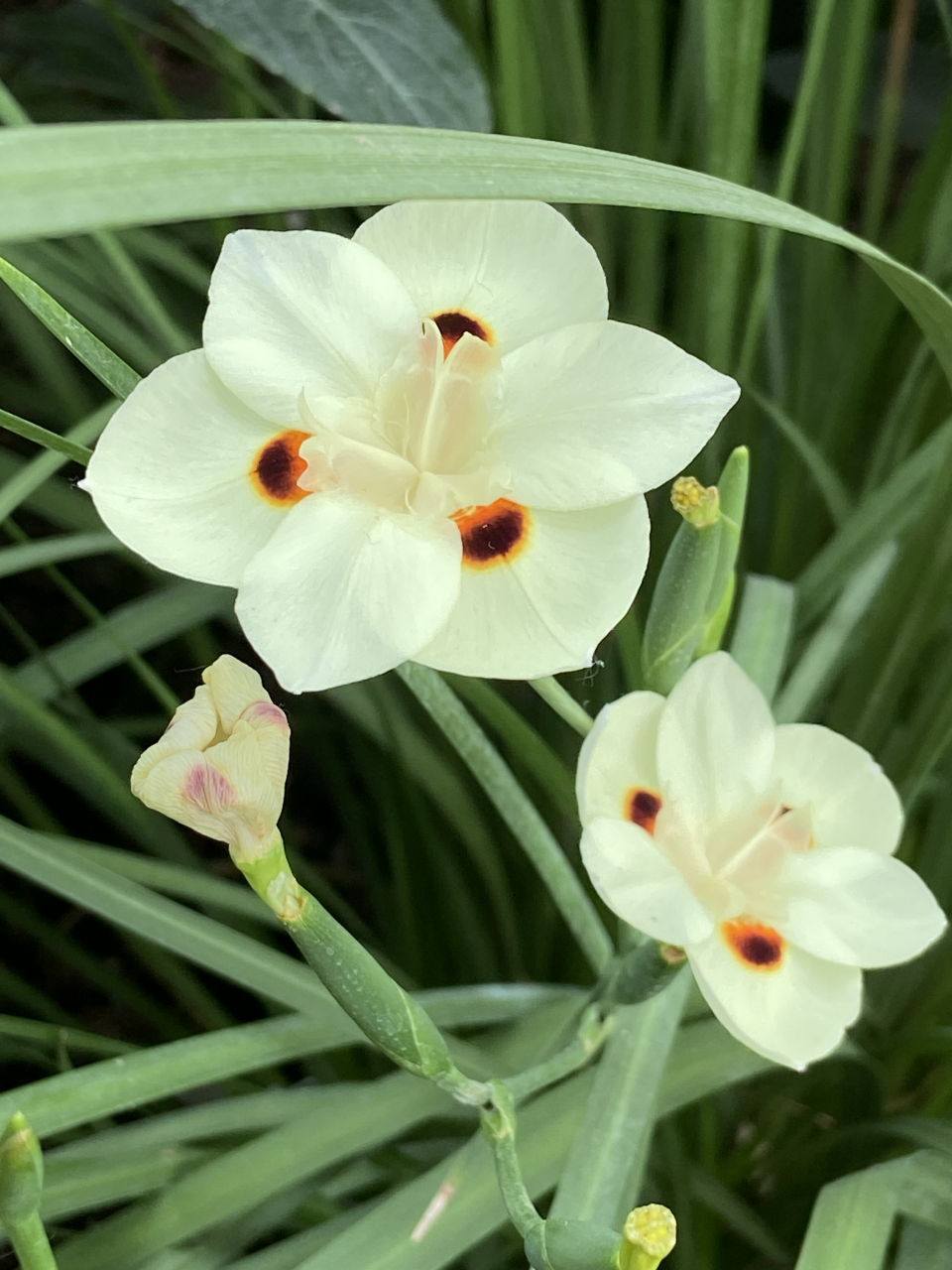 双色野鸢尾. 一群人围着它咔嚓咔嚓,就知道它颜值有多高.