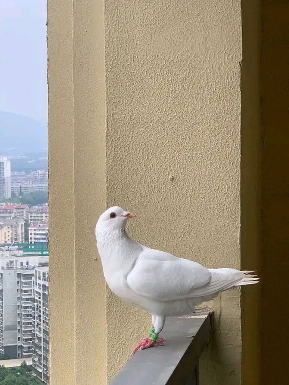 铜背孝头玉翅栏杆鸽子图片