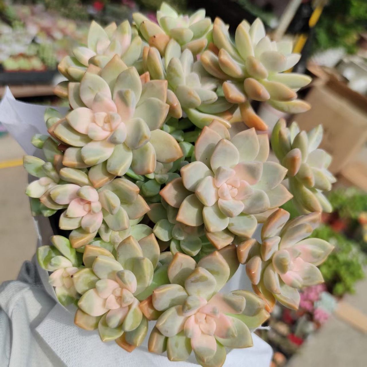 淡雪的药锦品种又重出江湖了,买多肉的时候千万要