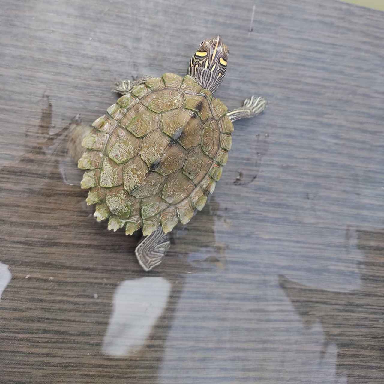 🐢当我们看到可爱的地图龟时,总是想像它们摆脱了海洋的桎梏,在