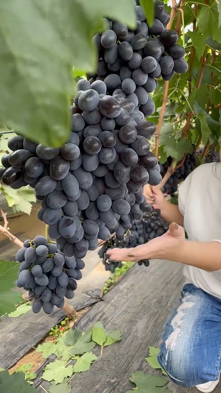 四川秋黑葡萄苗价格哪里有秋黑葡萄苗秋黑葡萄苗多少钱一棵