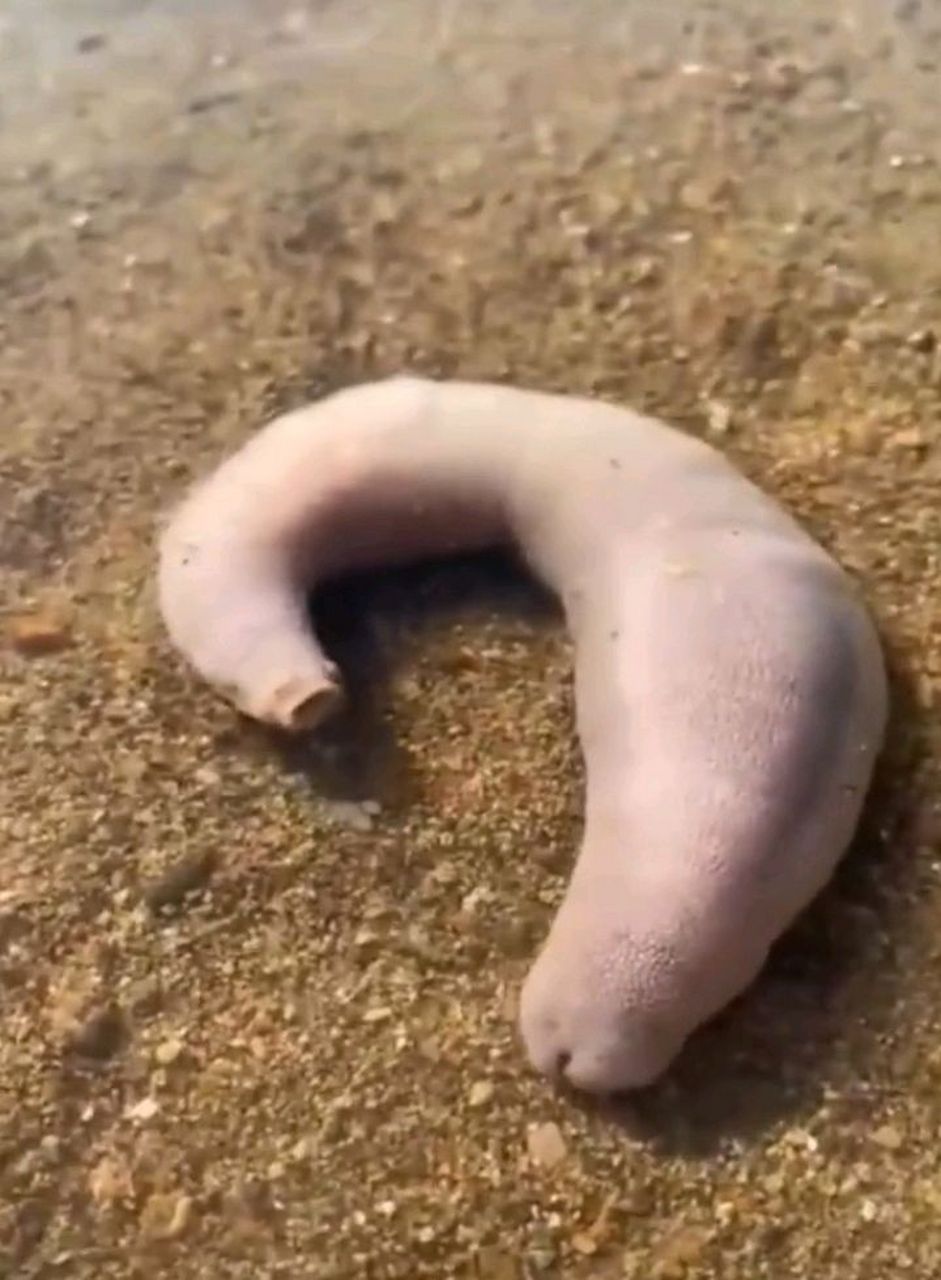 赶海的时候发现的,这是什么物种呀?能吃吗?#百家号星火计划