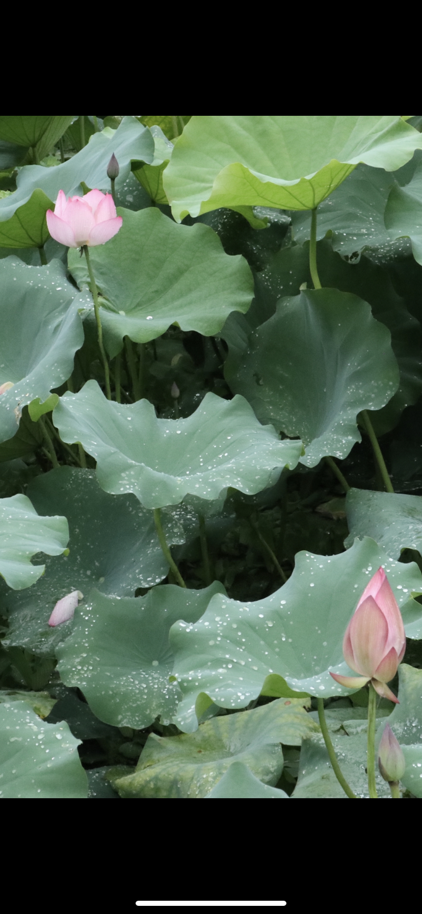 828_1792竖版 竖屏