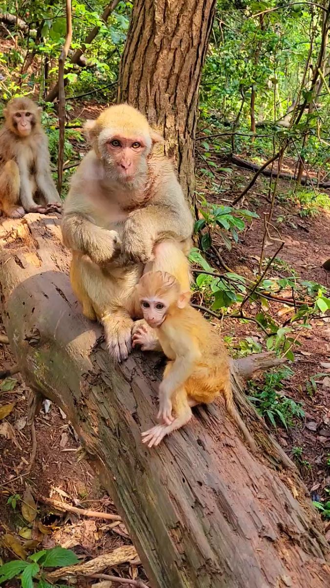 老猴子嫌弃小猴子碰一下吃的都扔了