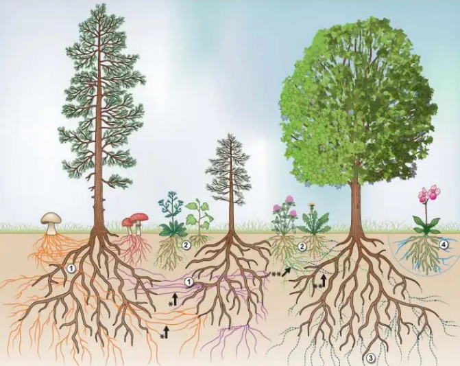 植物根系的作用介绍