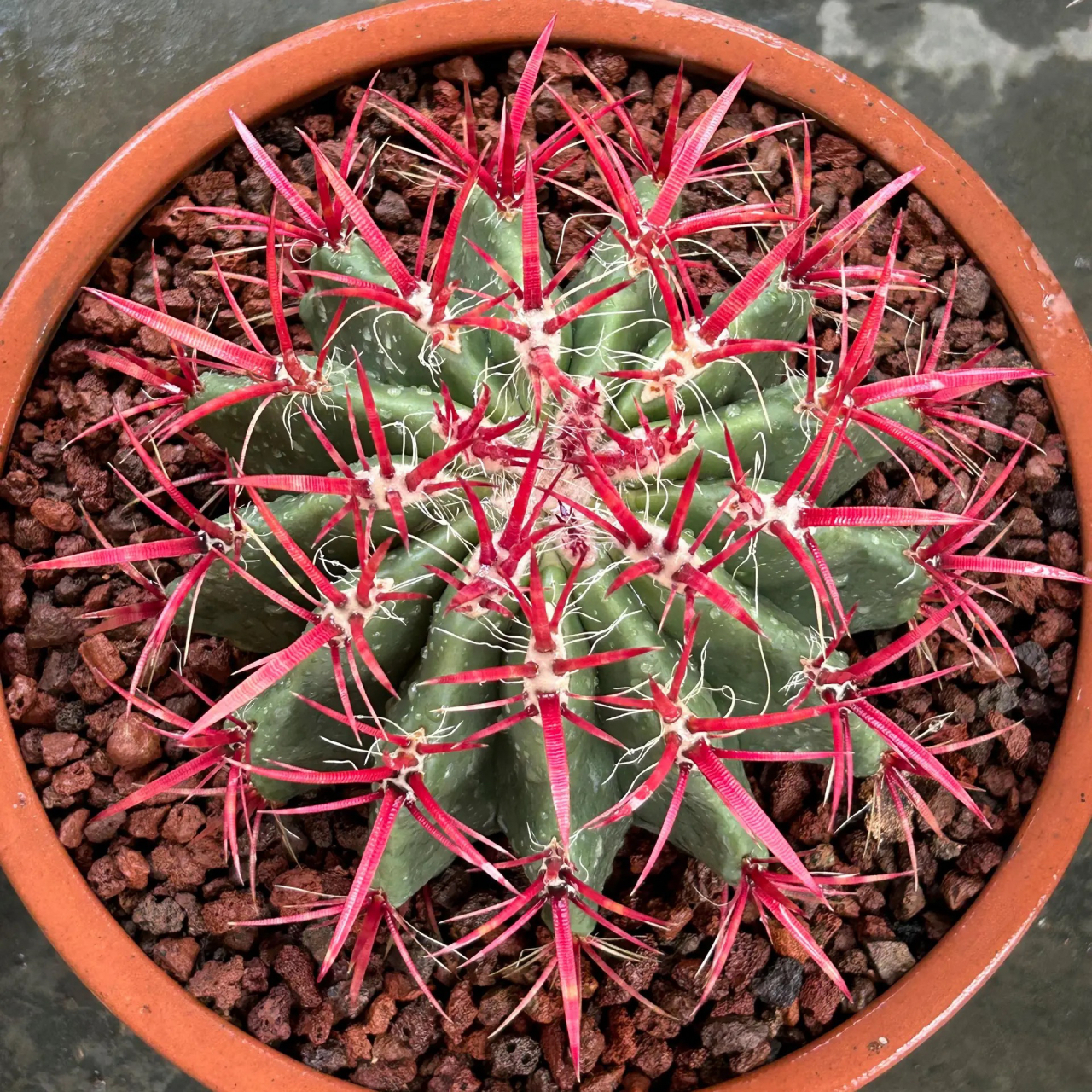 仙人球红虎和神仙玉,这刺的颜色是真漂亮啊