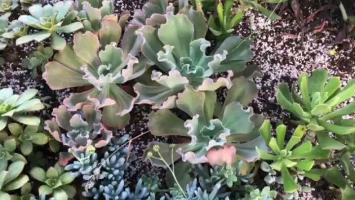 经过一个夏天,女王花笠长大了好多!今天讲女王花笠