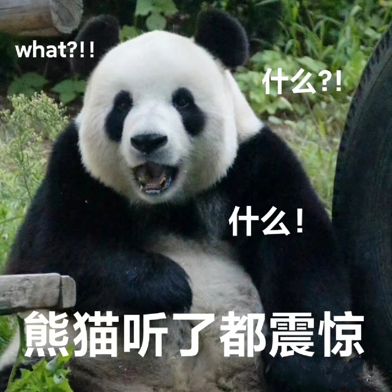 熊猫表情包第二弹!