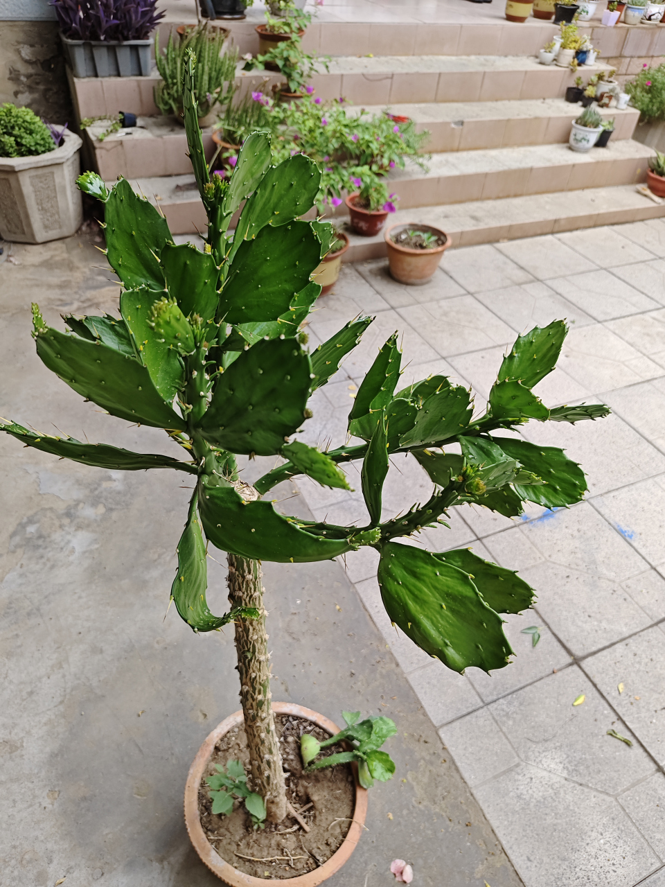 男方在室外养的仙人掌树,能开出仙人花,还能结出仙人果.