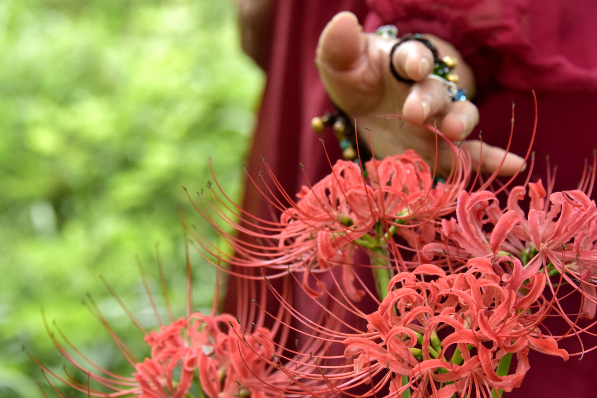 (原创实拍照片)成都升仙湖公园蜀祖路上的彼岸花也开了,这里有河岸