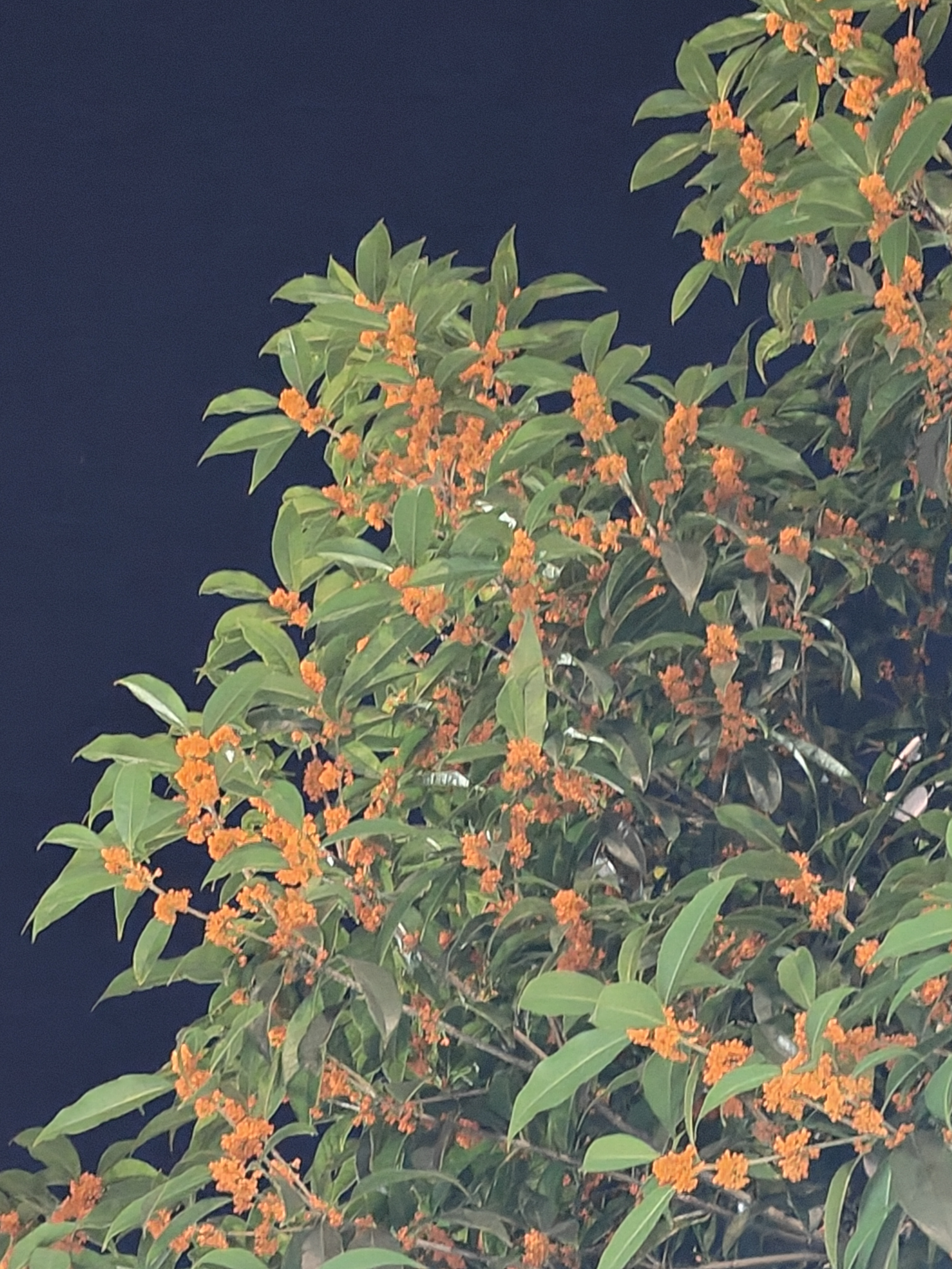 金秋的桂花依然开放