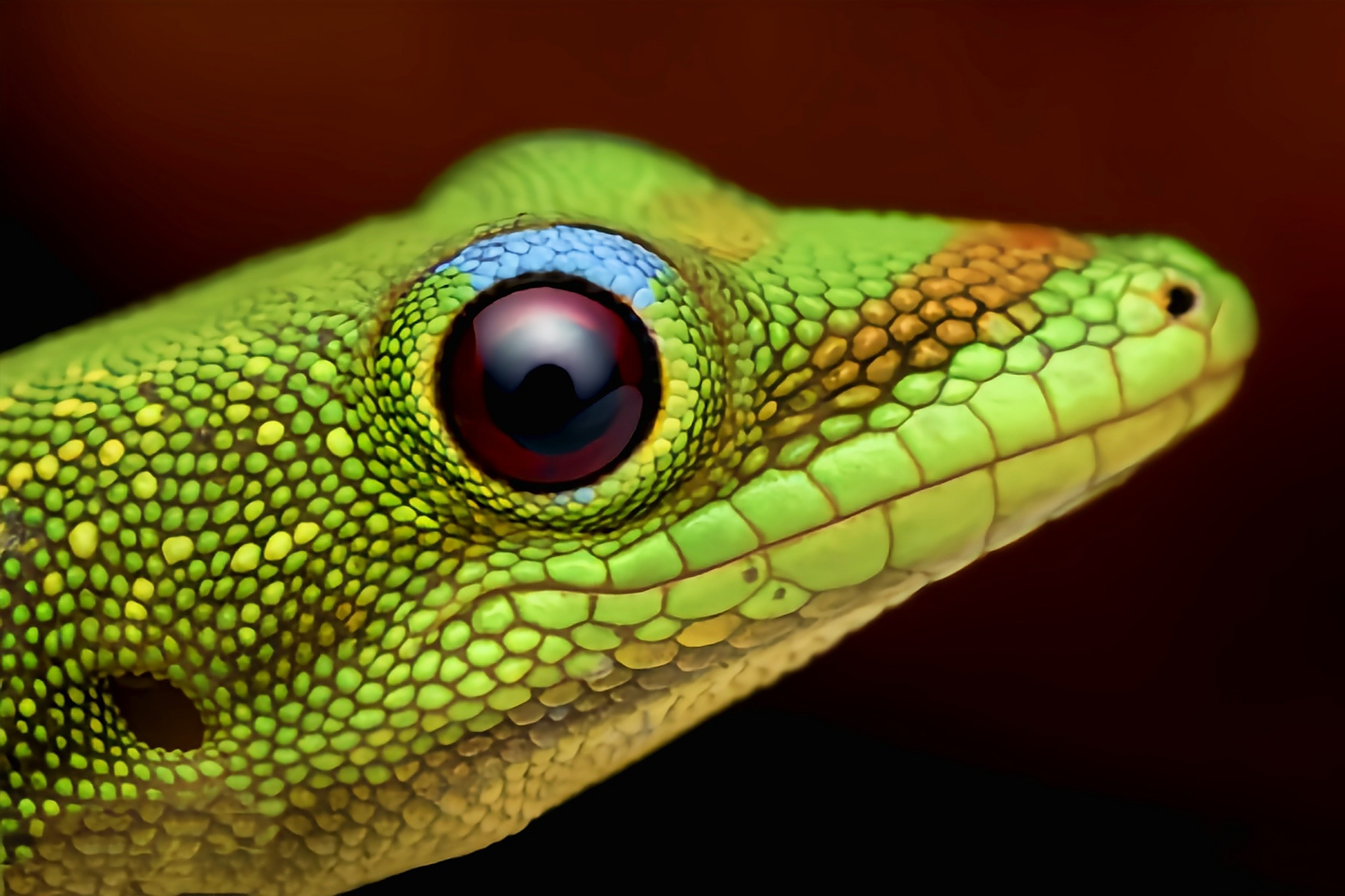 每天认识一种动物——金粉日行守宫 金粉日行守宫别名尾疹残趾虎,原产