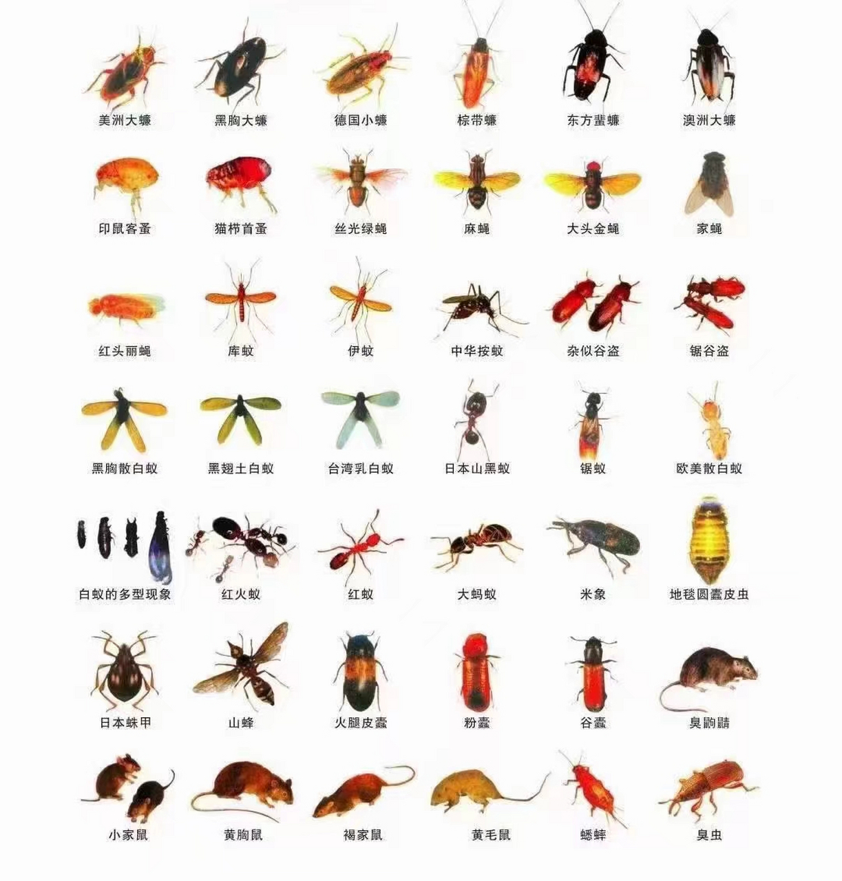 十大害虫名字图片
