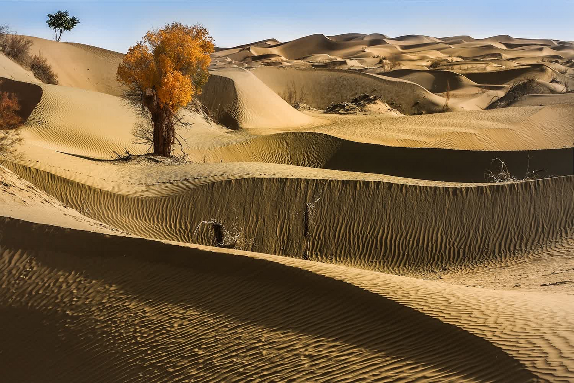 沙漠中的这棵孤独的胡杨,是大自然的奇迹,也是生命的守望者.