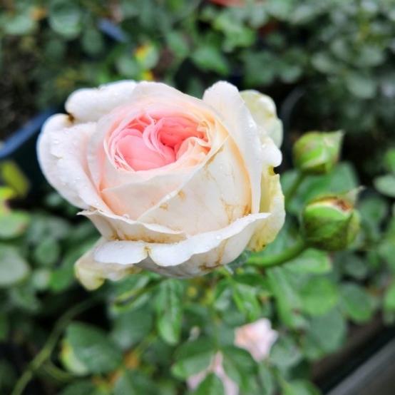 远行航程赛马月季发现这个品种很有意思