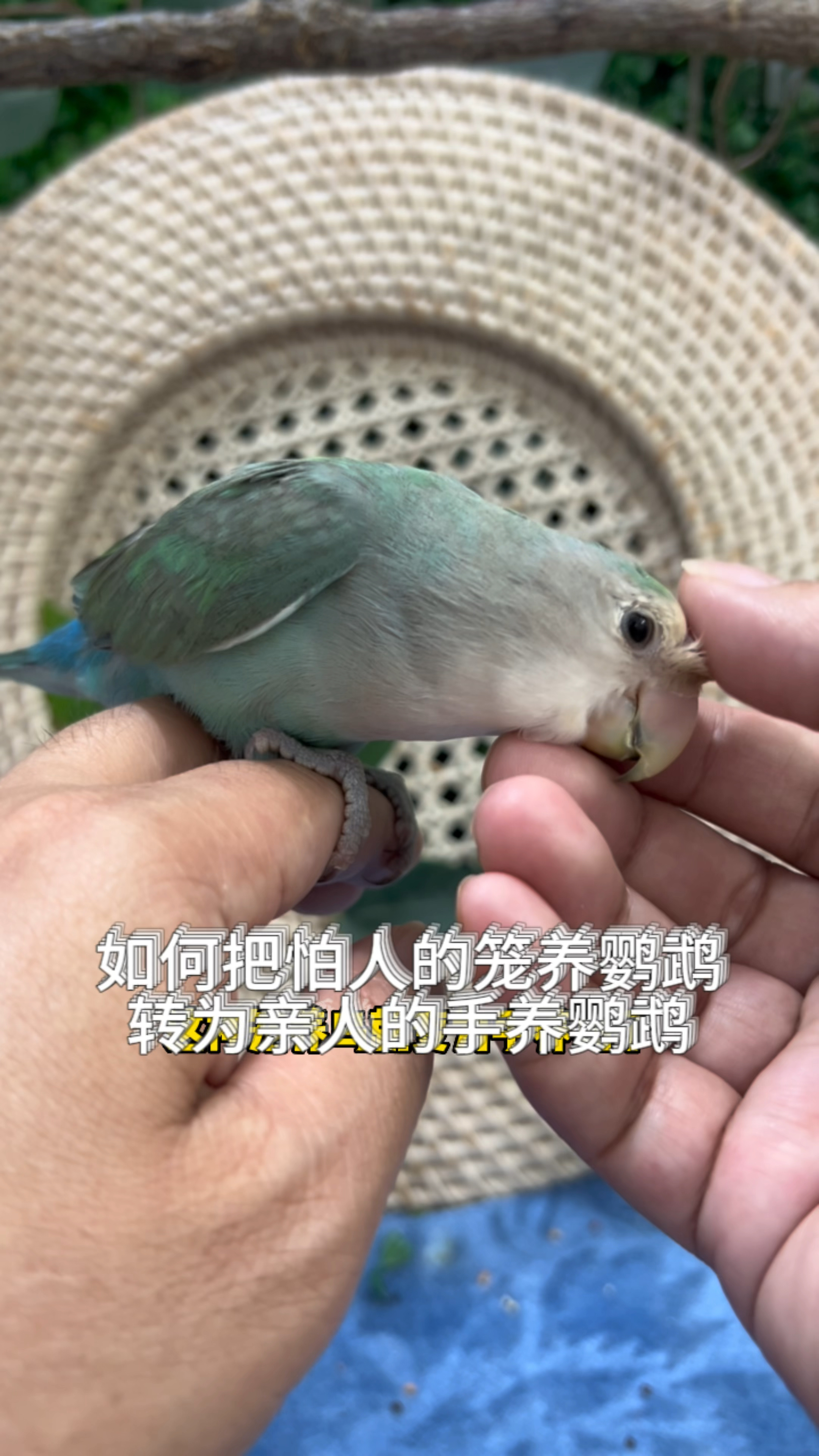 如何把怕人的笼养鸟转为亲人的手养鸟