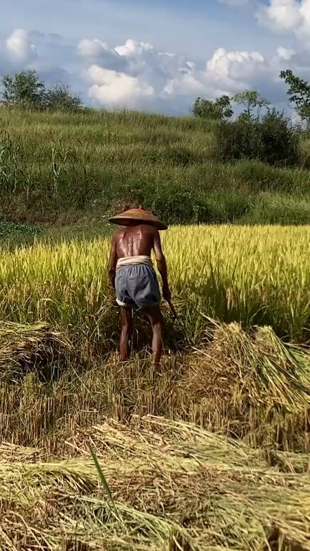 烈日下劳作的身影,仿佛《悯农》里的画面.